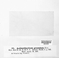 Lophodermium apiculatum image